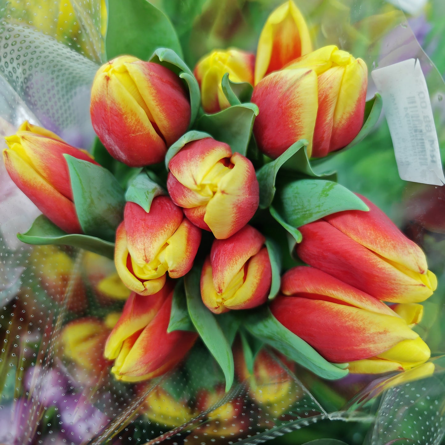 Tulip Yellow/Red - (8-10 Stems)