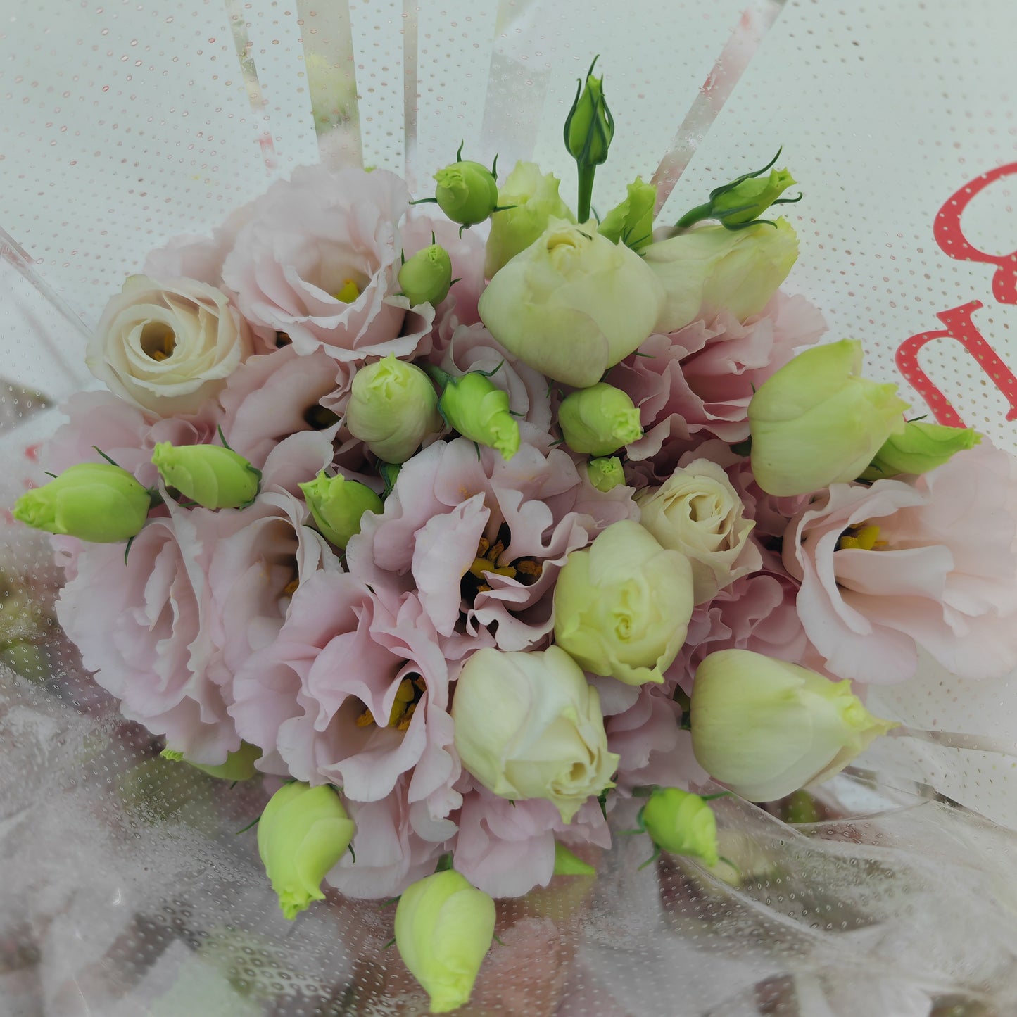 Eustoma Apricot - (12-15 Stems)