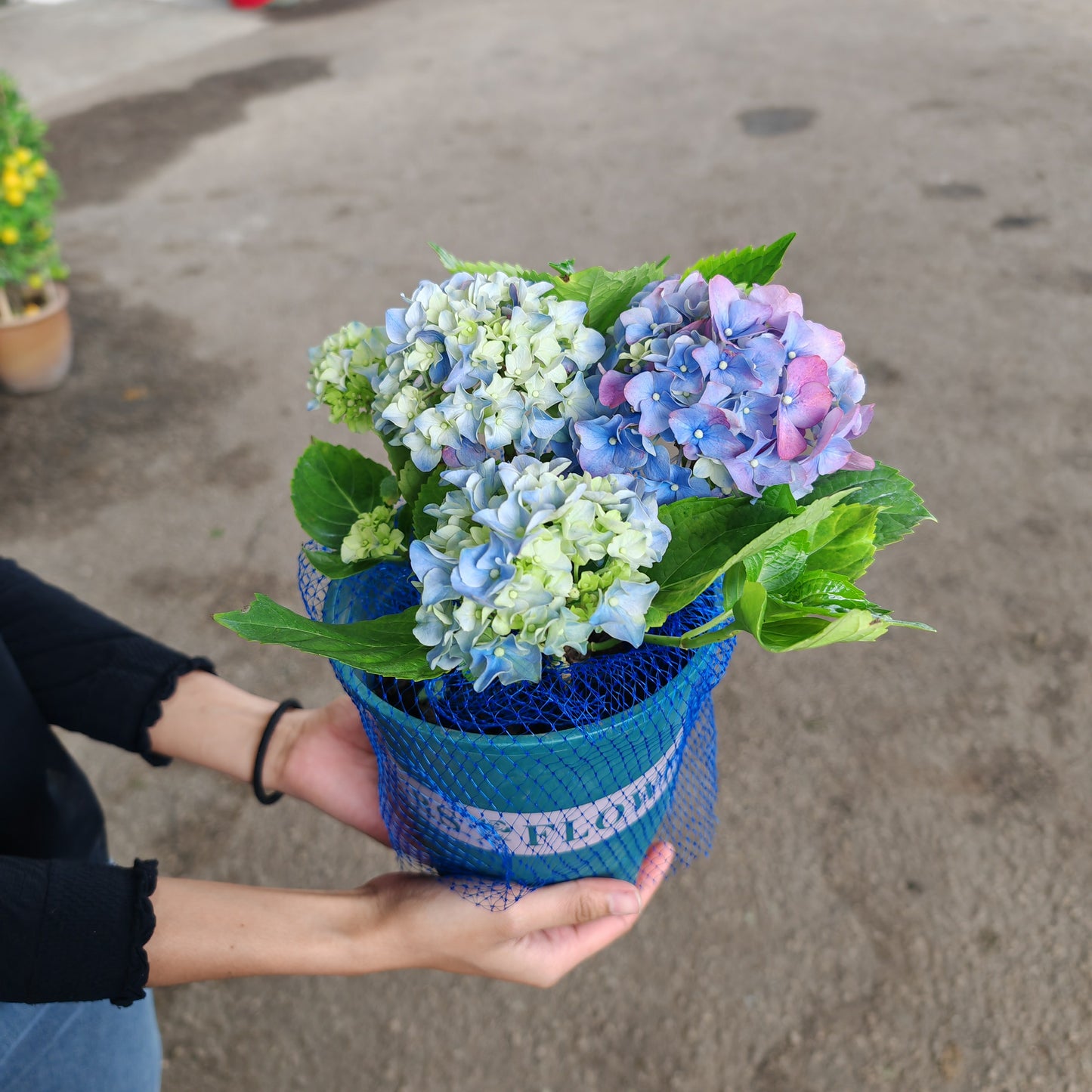 Hydrangea Plant Small 绣球花(小盆)