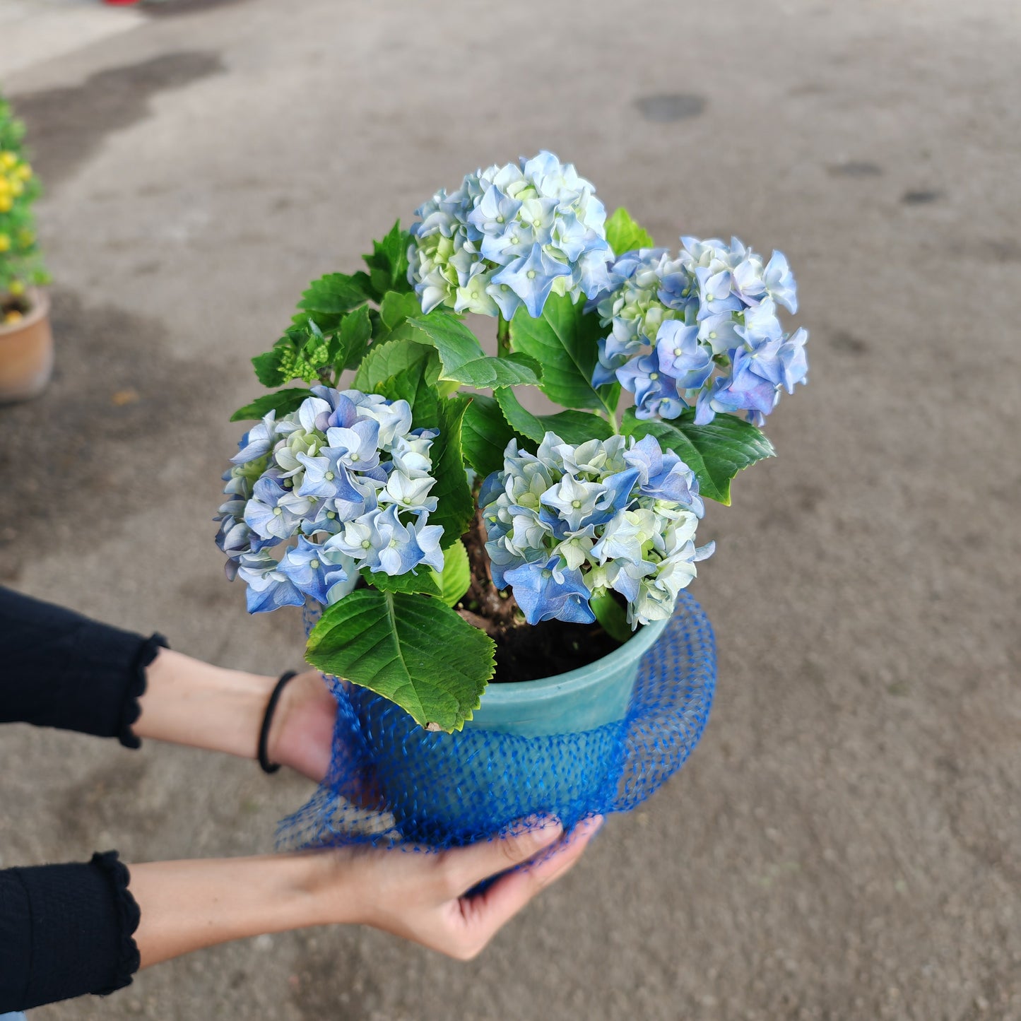 Hydrangea Plant Small 绣球花(小盆)