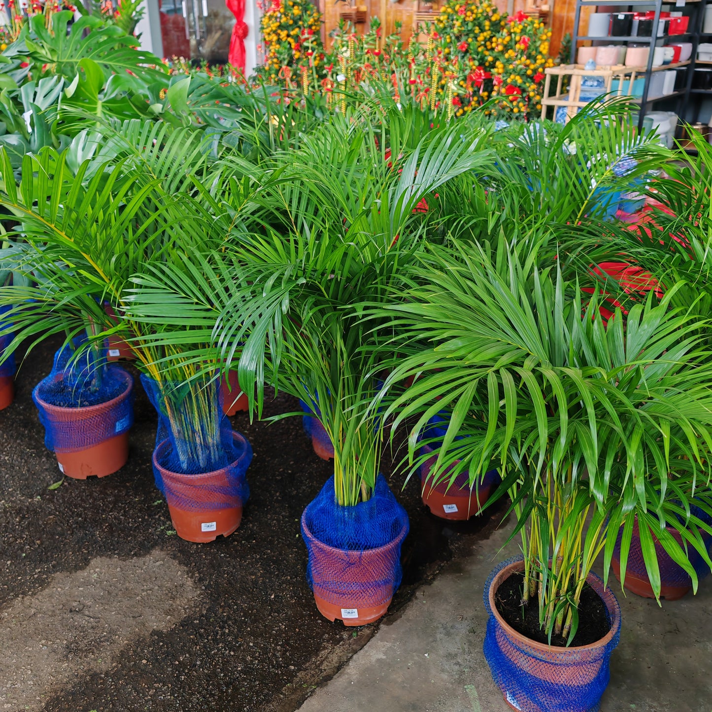 Yellow Palm Leaf Plant
