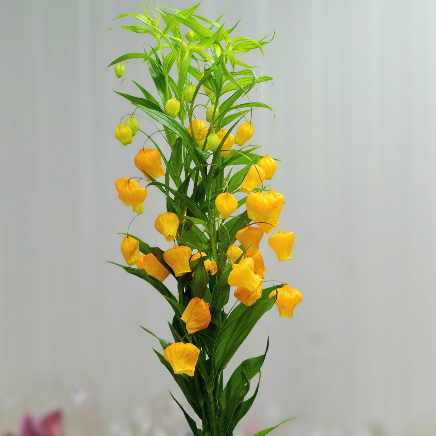 Sandersonia Aurantiaca 宫灯百合 - (2 Stems)