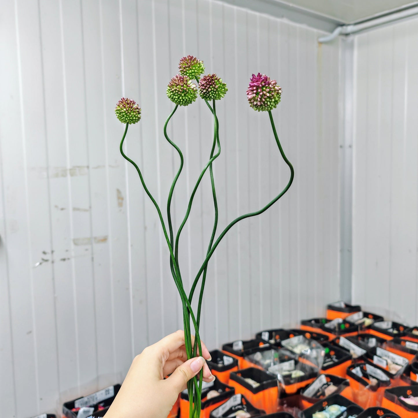 Allium Dancing Tancho 葱属 - (5 Stems)