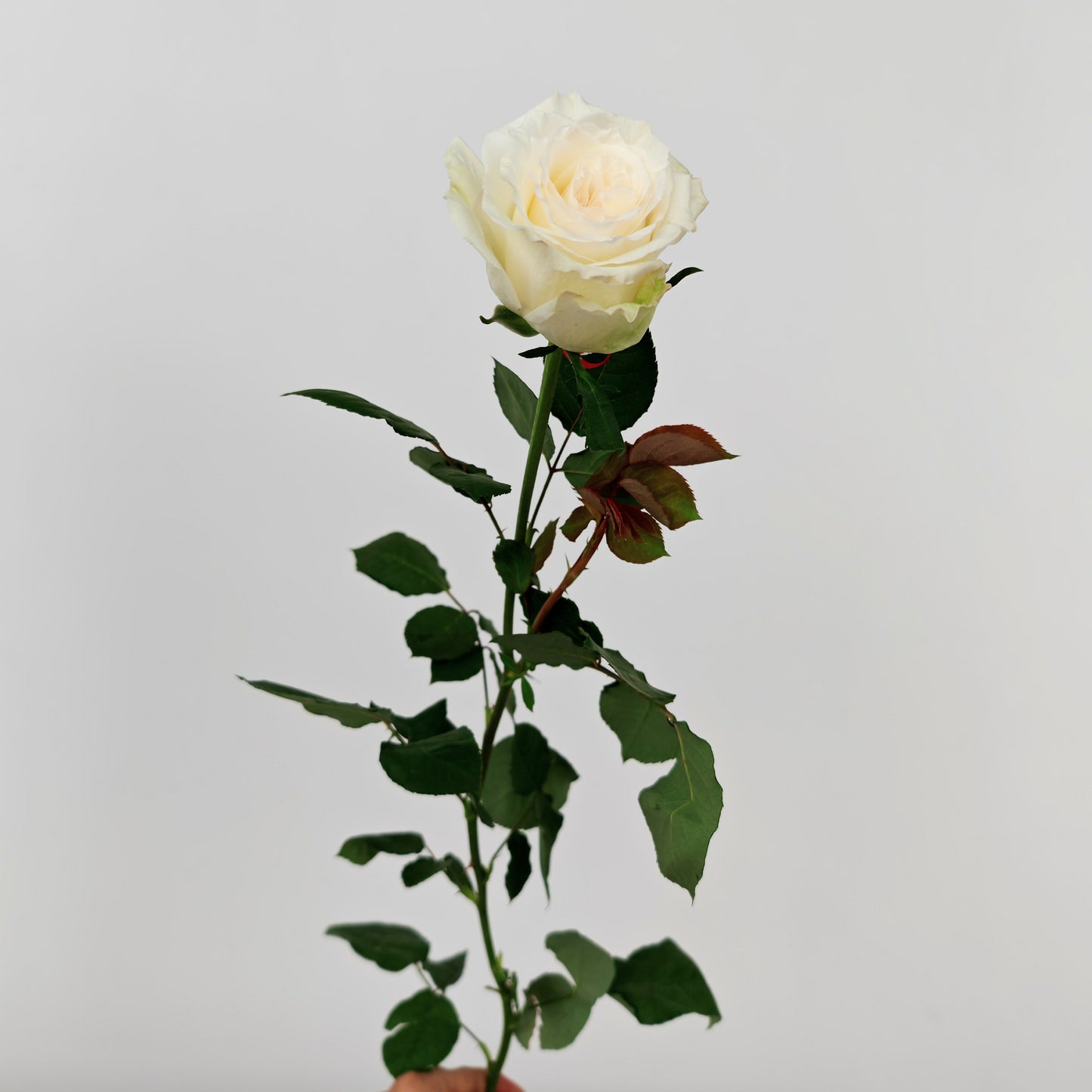 Rose Litchi White - (9-10 Stems)