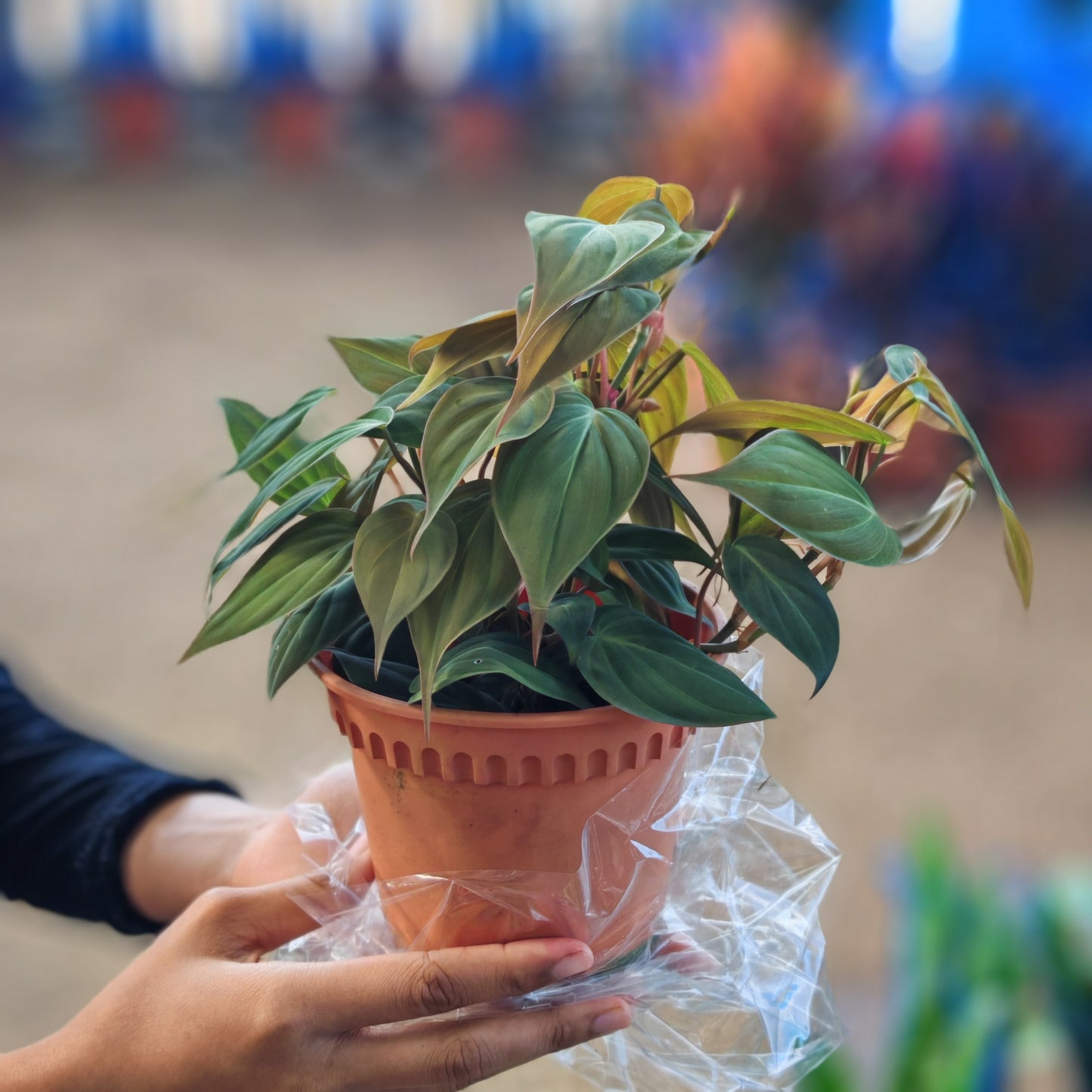 Philodendron Scanden Brown