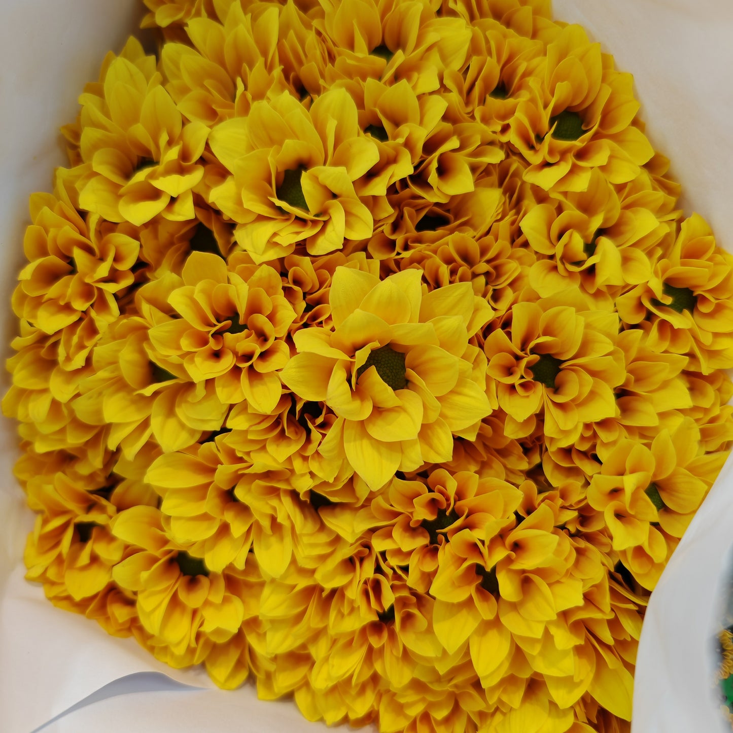 Chrysanthemum Pompom Daisy Yellow 1 - (10-12 Stems)