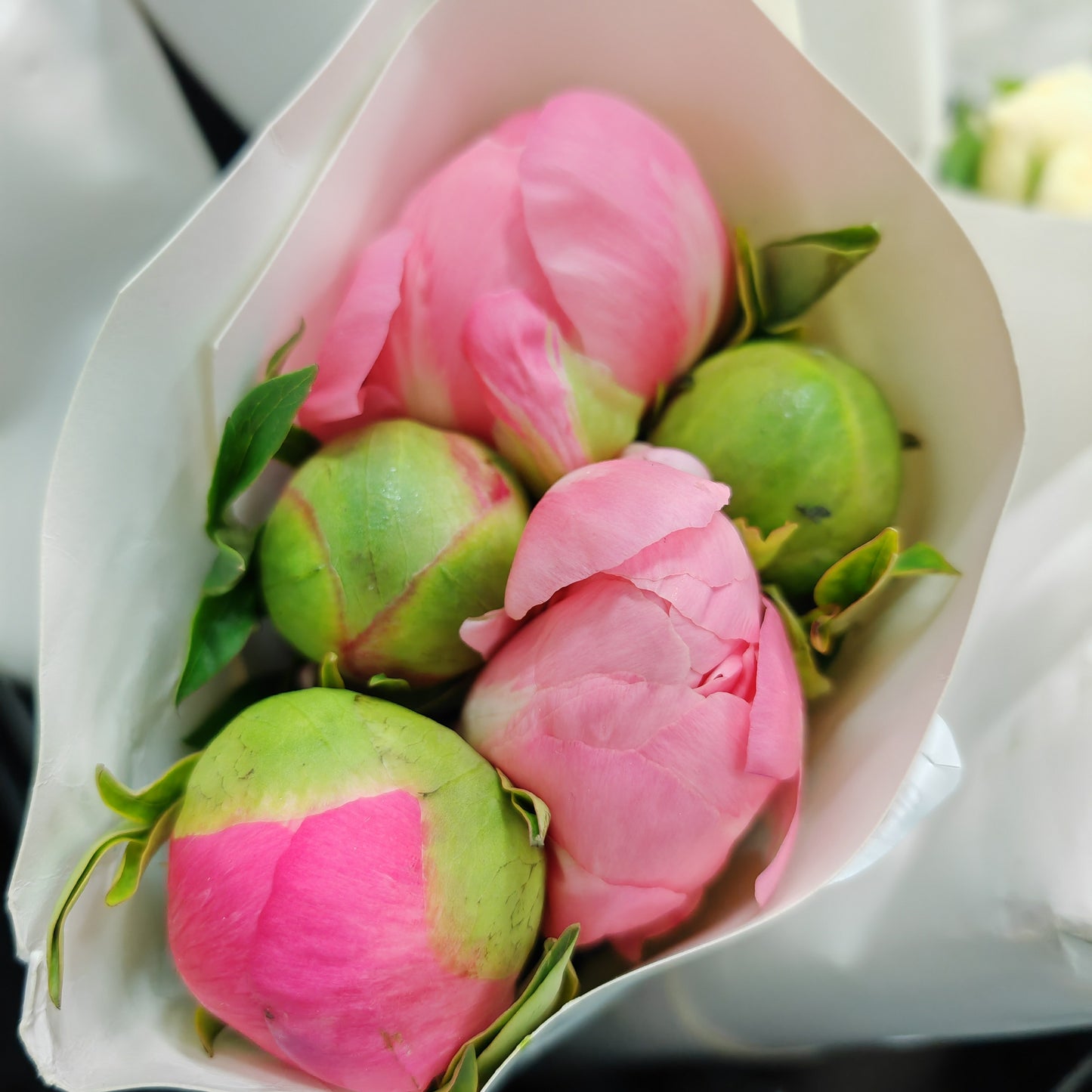 Peony Sunset Coral - (5 Stems)