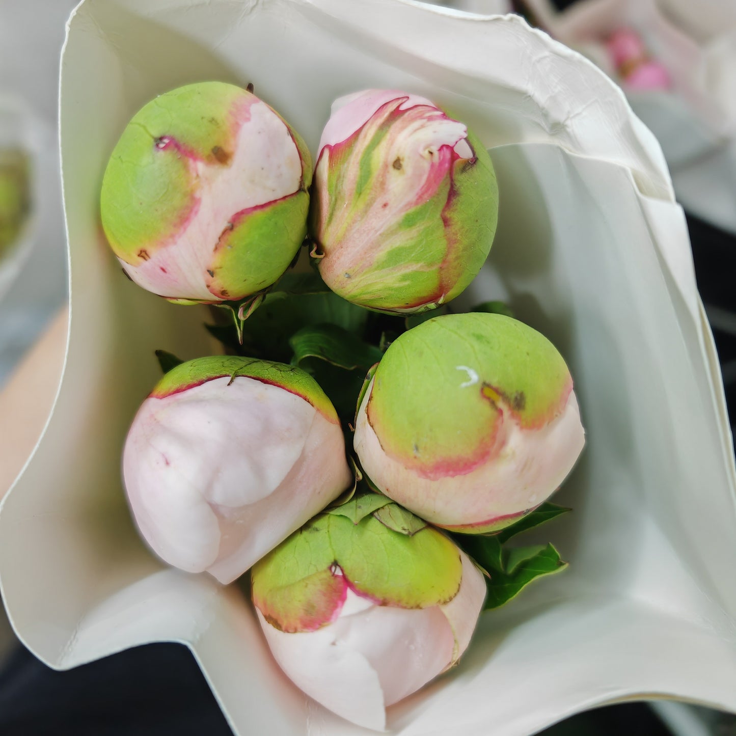 Peony Carnival - (5 Stems)