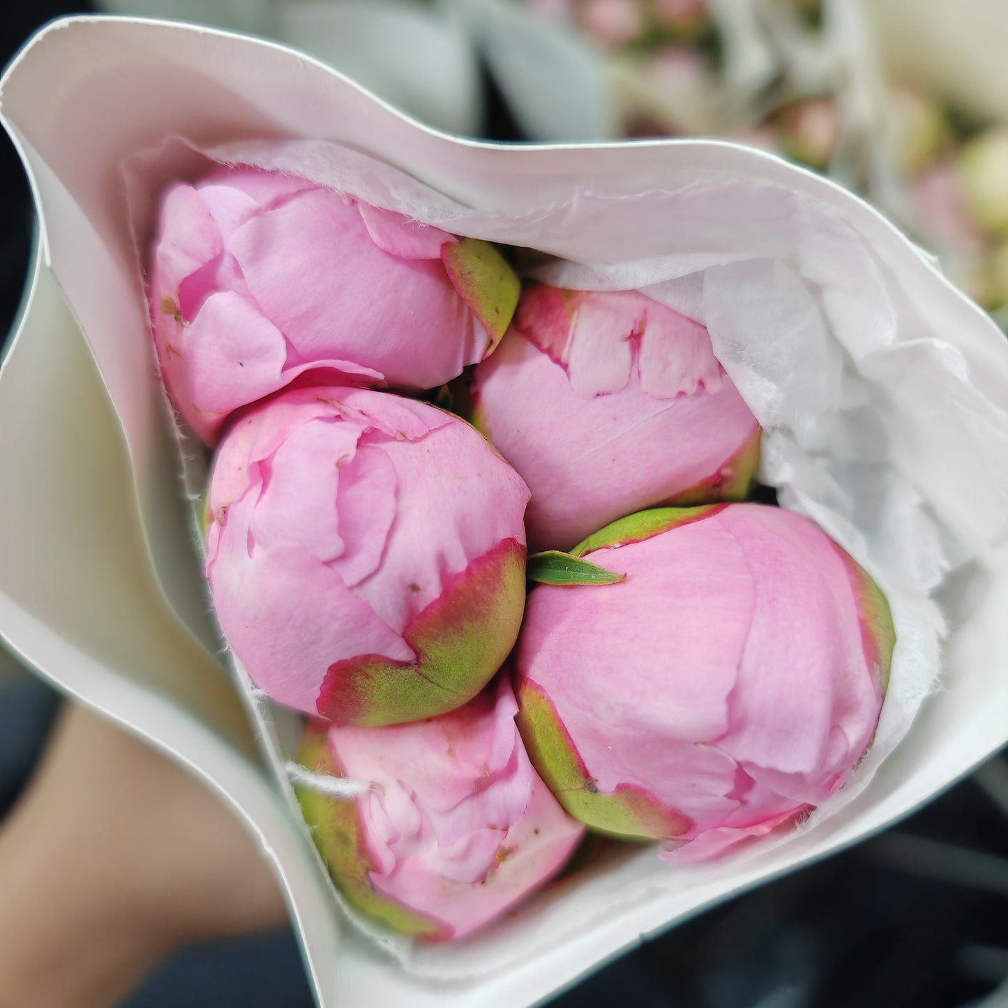 Peony Angel Cheek 天使脸颊芍药 - (5 Stems)