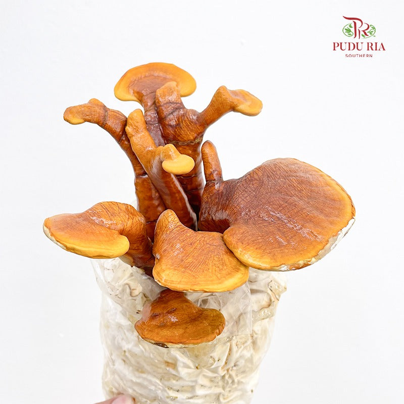 Ling Zhi (Ganoderma)