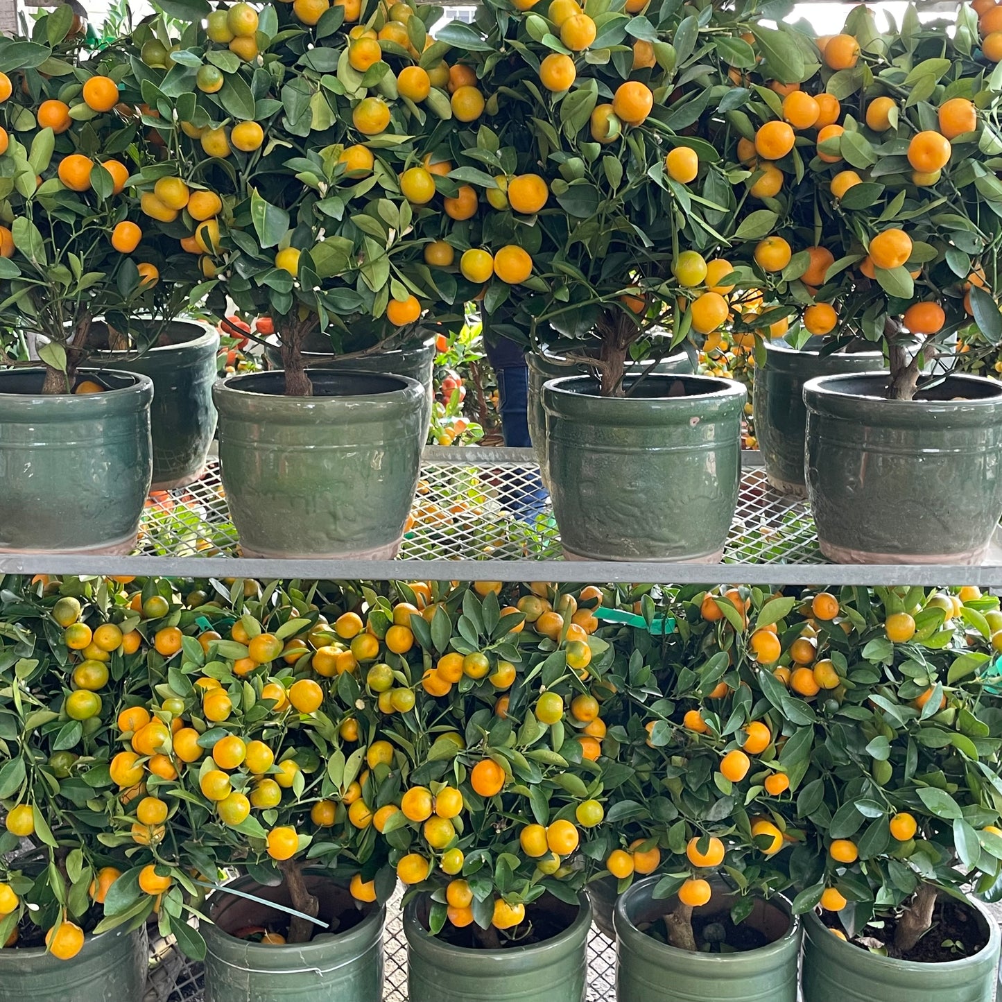 Four Season Lime Tree 四季桔树 8 Inch Pot