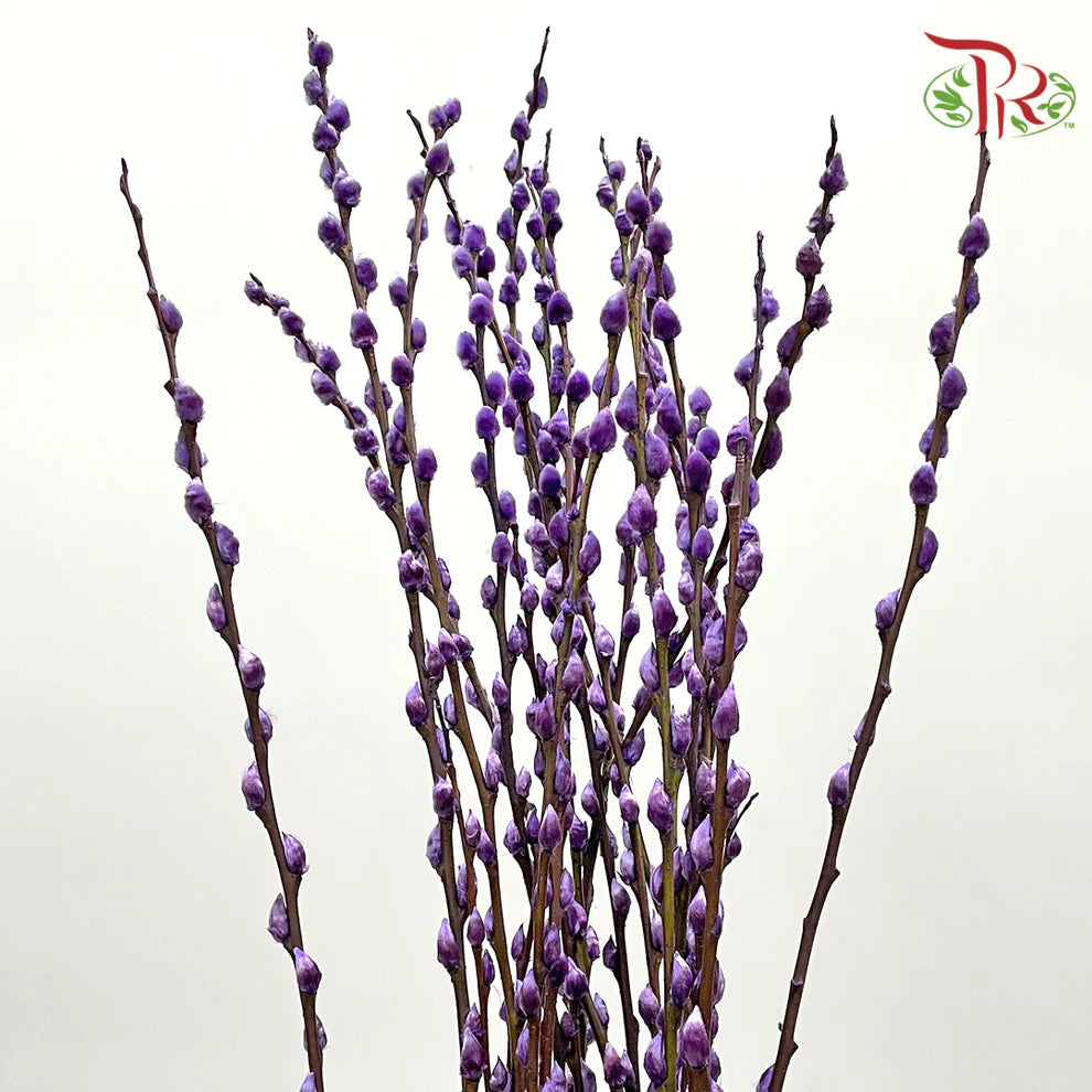 银柳 Pussy Willow Purple (6FT) - (10 Stems)