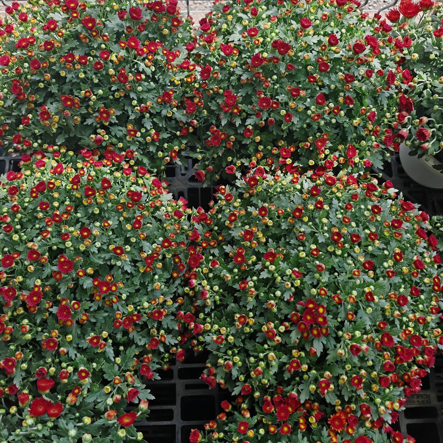 Chrysanthemum Gypsophilla P210 菊花满天星