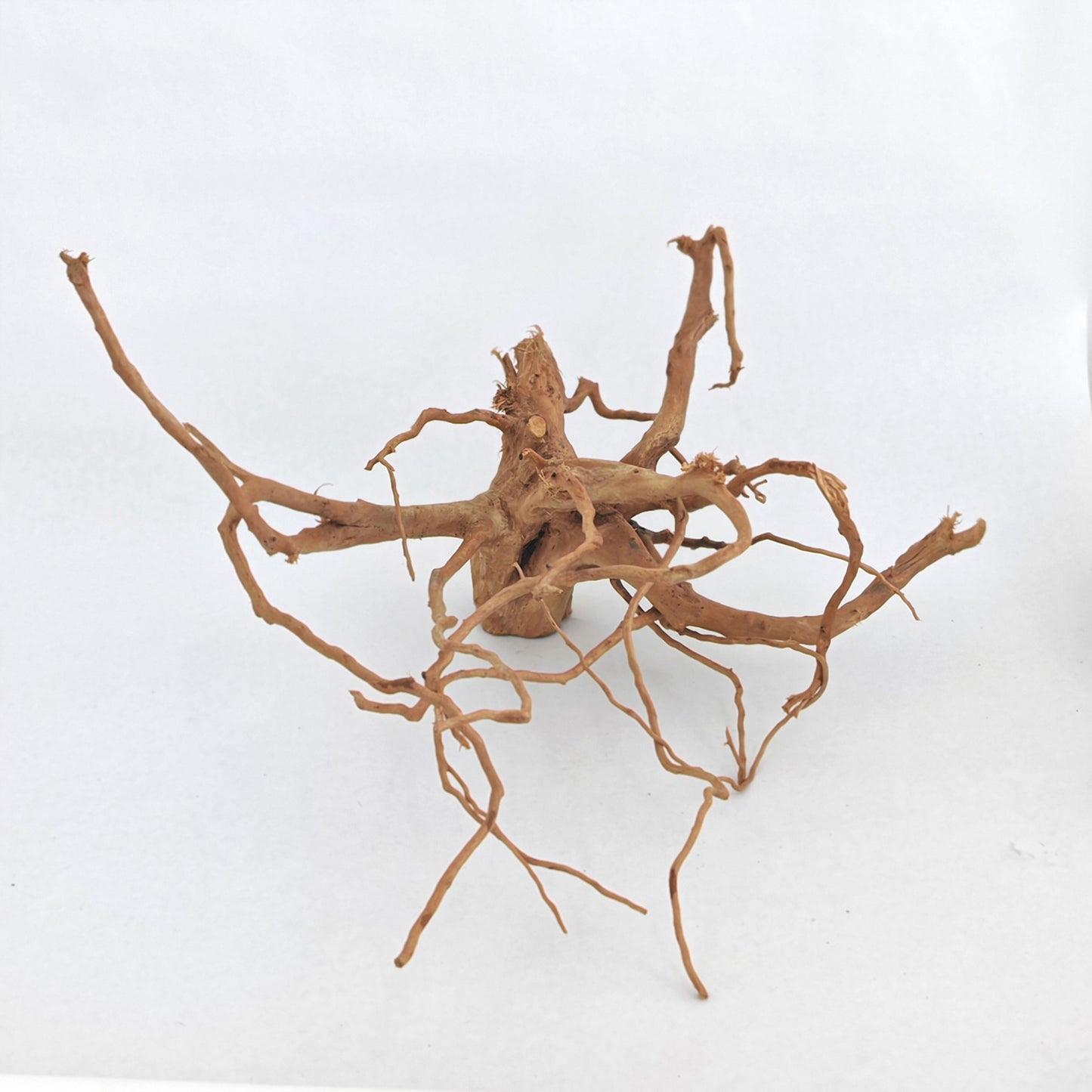 DUJUANGEN-SMALL 小号杜鹃根 1KG