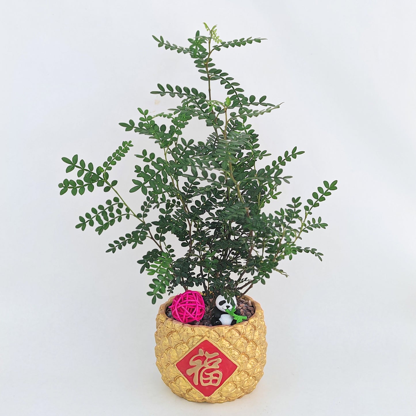 CNY26-GF6 Peaceful Panda