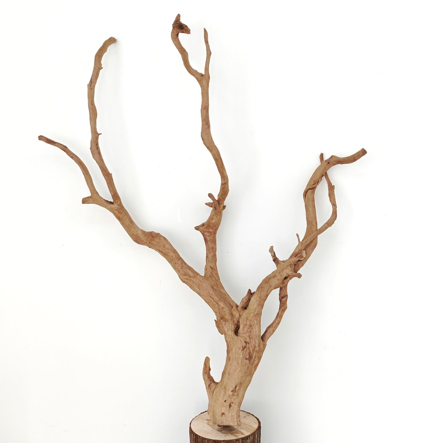 PREMIUM DUJUANGEN-BIG 大号精品杜鹃根 1KG