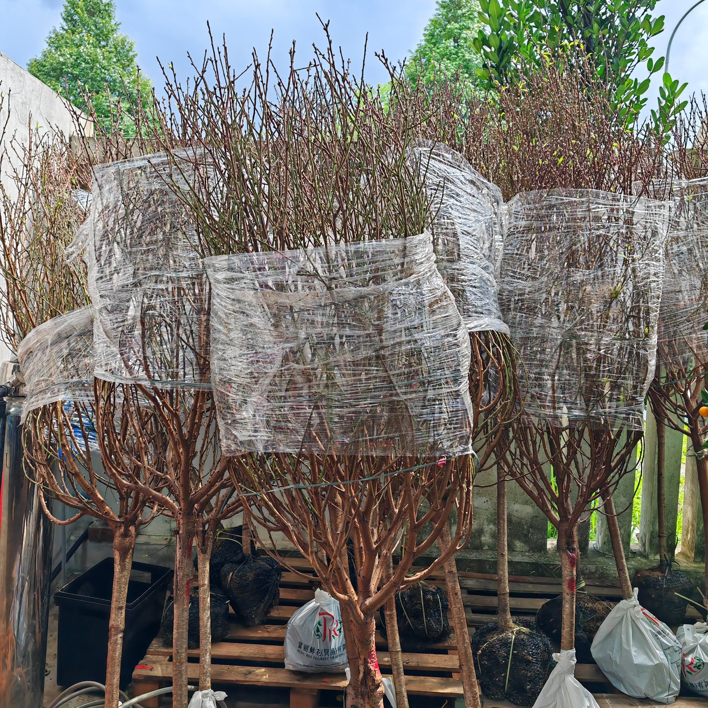 Cherry Blossom Tree 4ft-5ft 樱花树