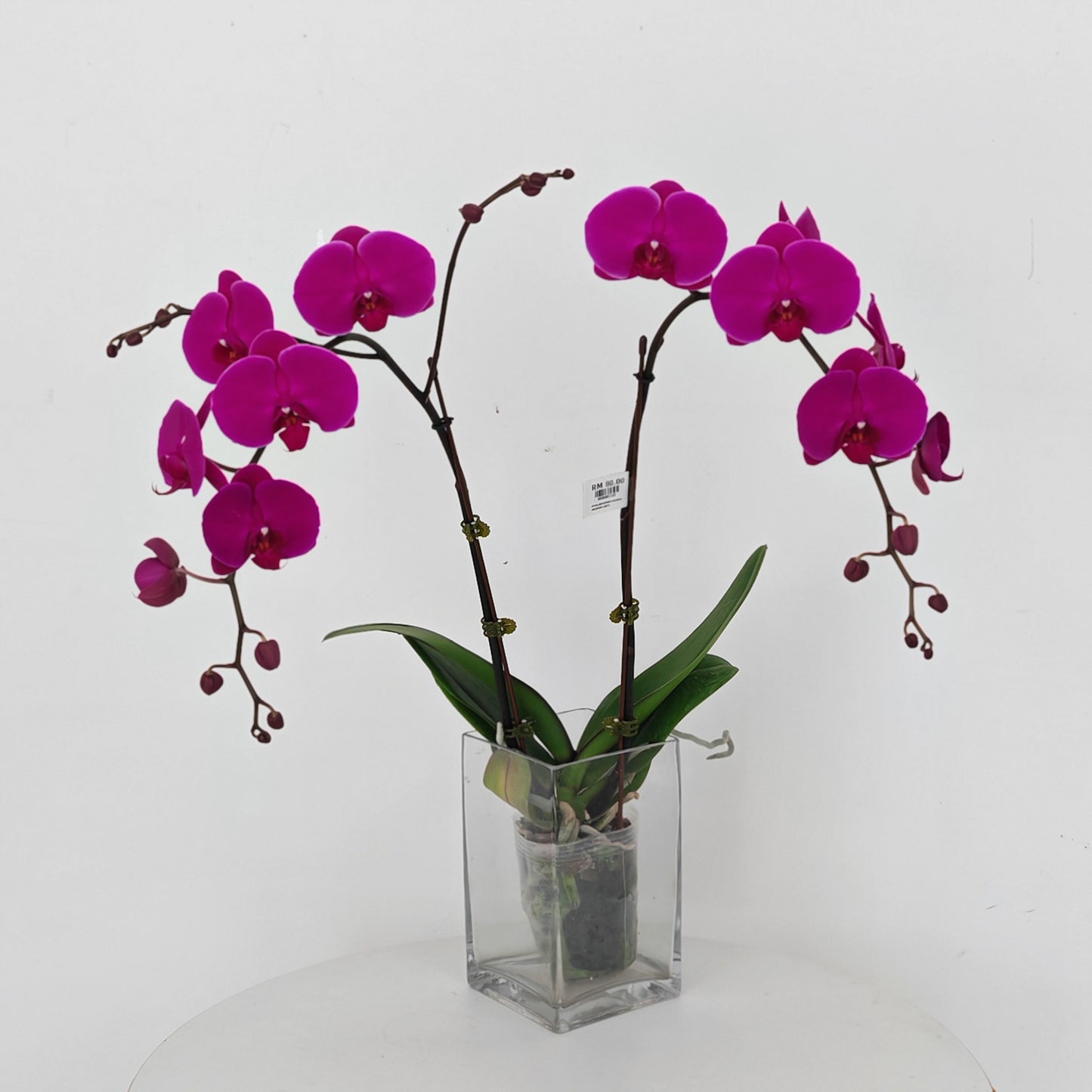 Phalaenopsis Orchid Purple Medium Double Stems