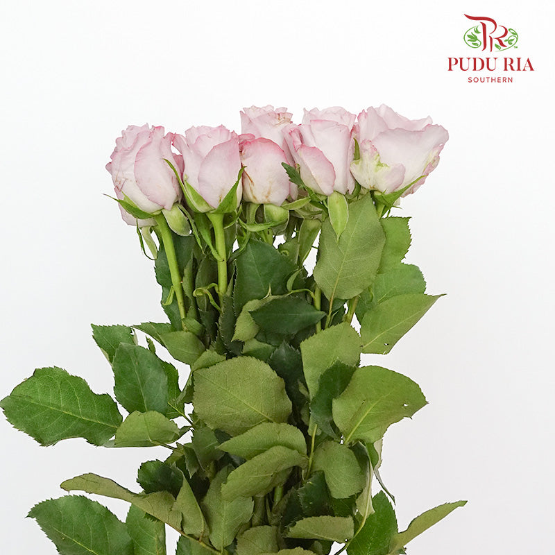 Rose Light Purple (8-10 Stems) - Pudu Ria Florist Southern