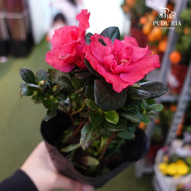 Azalea Small Plant 杜鹃花(小盆) - Pudu Ria Florist Southern