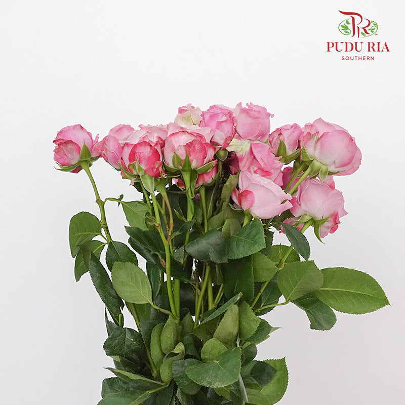 Rose Spray Lady Bombastic (6 Stems) - Pudu Ria Florist Southern