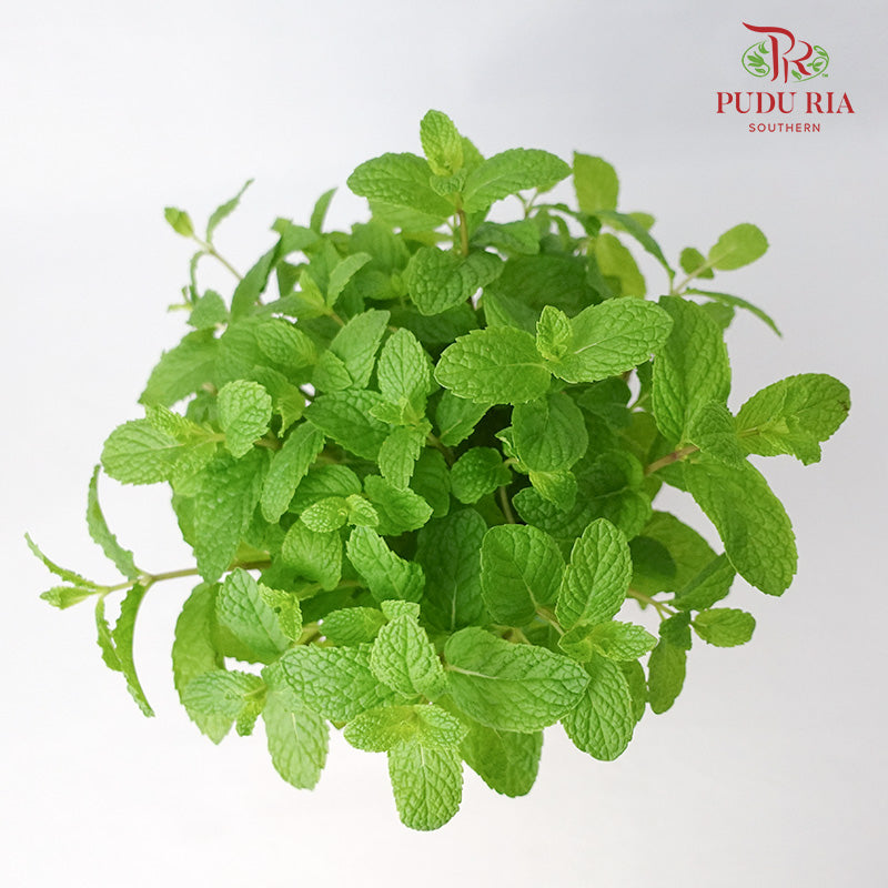 Pudina Mint 薄荷 - Pudu Ria Florist Southern