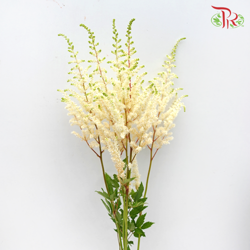 Astilbe White (4-5 Stems) - Pudu Ria Florist Southern