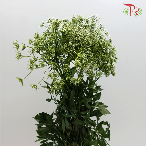 Ammi Majus White - Pudu Ria Florist Southern