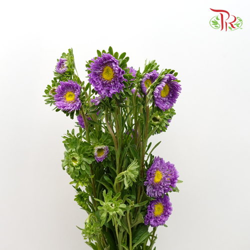 Aster Purple - Per Bunch - Pudu Ria Florist Southern