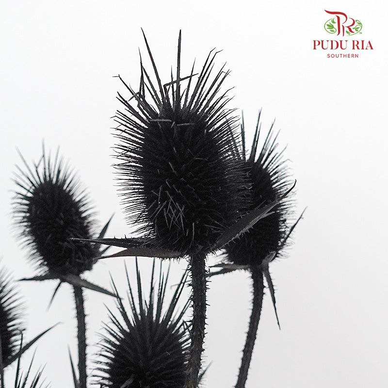 Dry Eryngium Black Wholesale flowers delivery in JB & Singapor