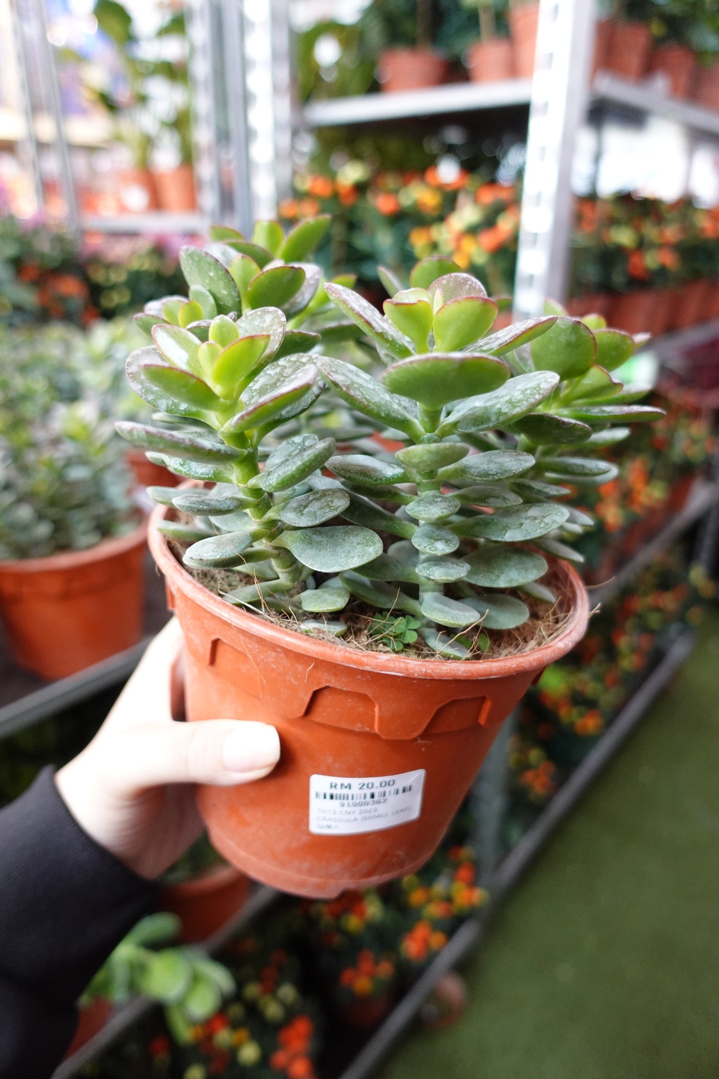 Crassula Ovata (Small Leaf) 翡翠木 - Pudu Ria Florist Southern