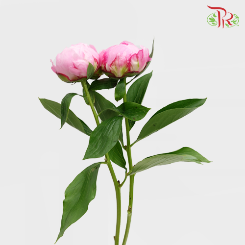 Peony Light Pink (2 stems) - Pudu Ria Florist Southern