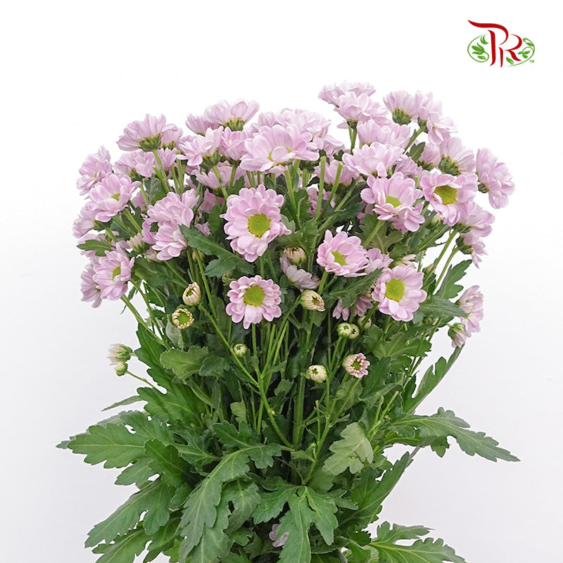 Chrysanthemum Calimero Pompom Rossi Pink (10-12 Stems) - Pudu Ria Florist Southern