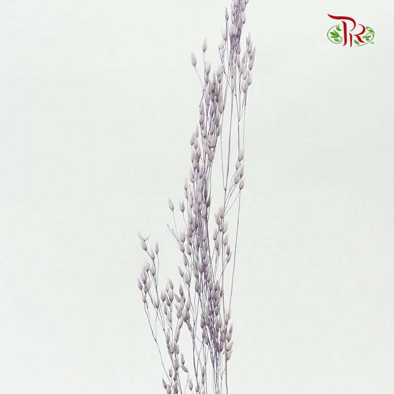 Preservative Agrotis - Pudu Ria Florist Southern