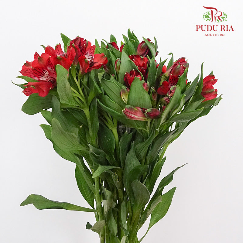 Alstroemeria Red (9-10 Stems) - Pudu Ria Florist Southern