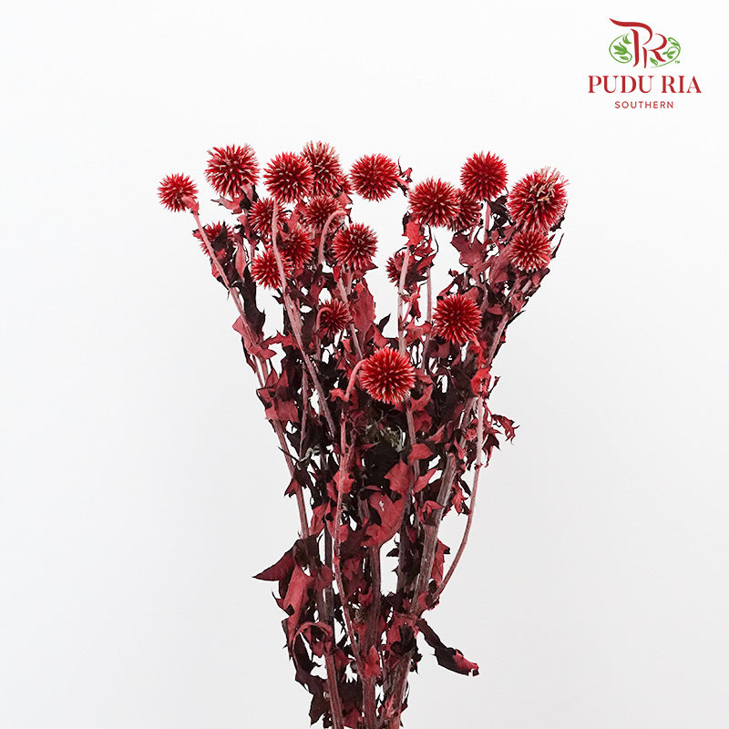 Dry Echinops - Red - Pudu Ria Florist Southern