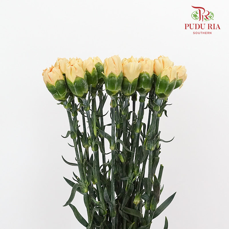 Carnation St Champagne (18-20 Stems) - Pudu Ria Florist Southern