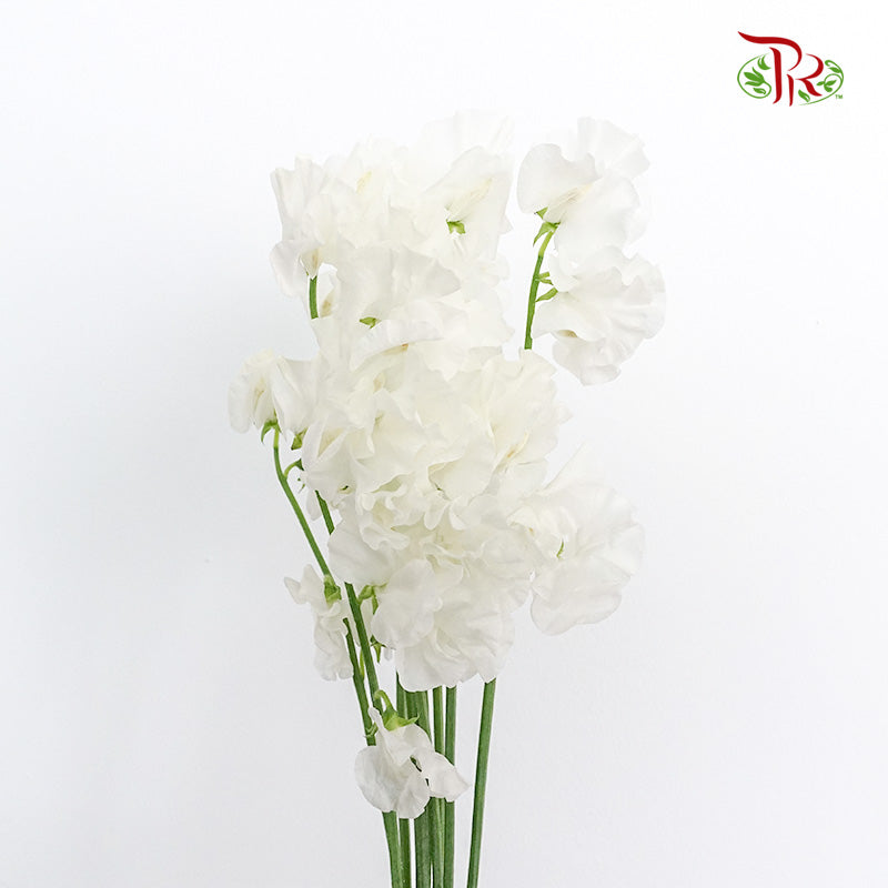 Sweet Pea White / 10 Stems - Pudu Ria Florist Southern