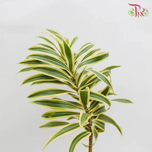 Song of India - Per Pack - Pudu Ria Florist Southern