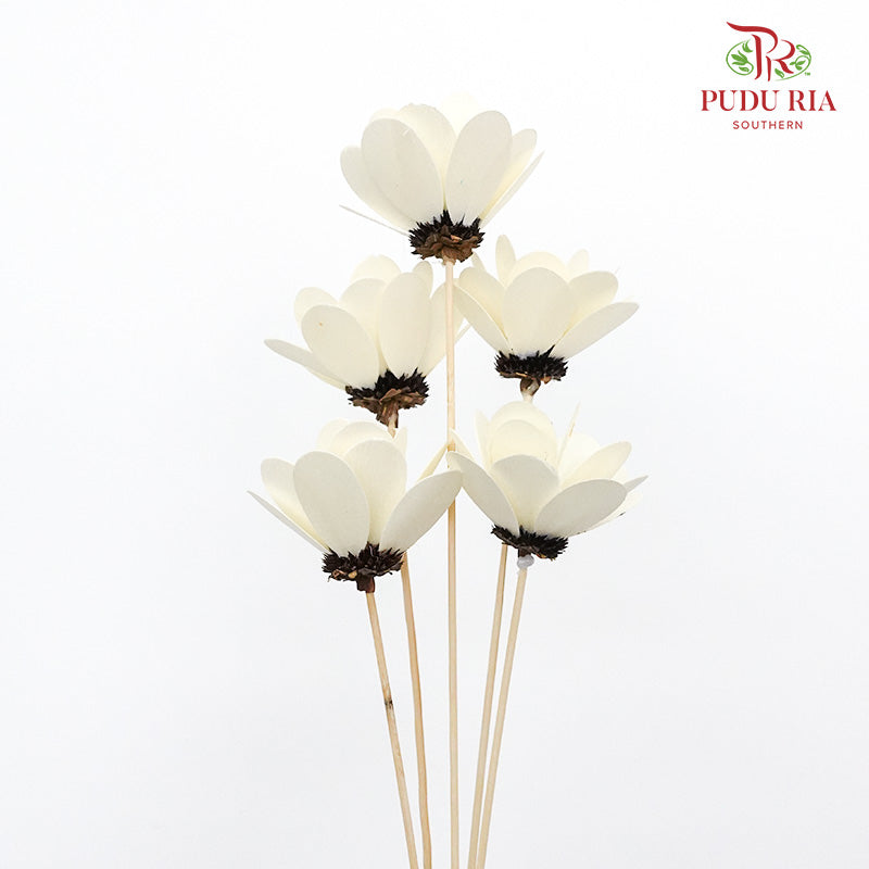 Dry Hibiscus White - Pudu Ria Florist Southern