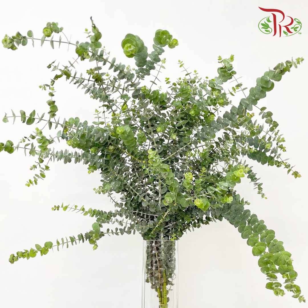 Eucalyptus Baby Blue (Per Bundle) - Pudu Ria Florist Southern
