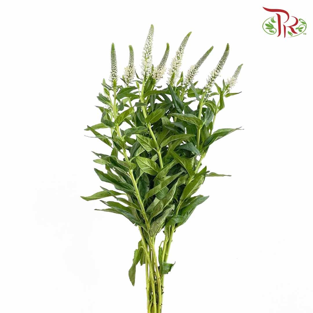 Veronica White (Per Bundle) - Pudu Ria Florist Southern