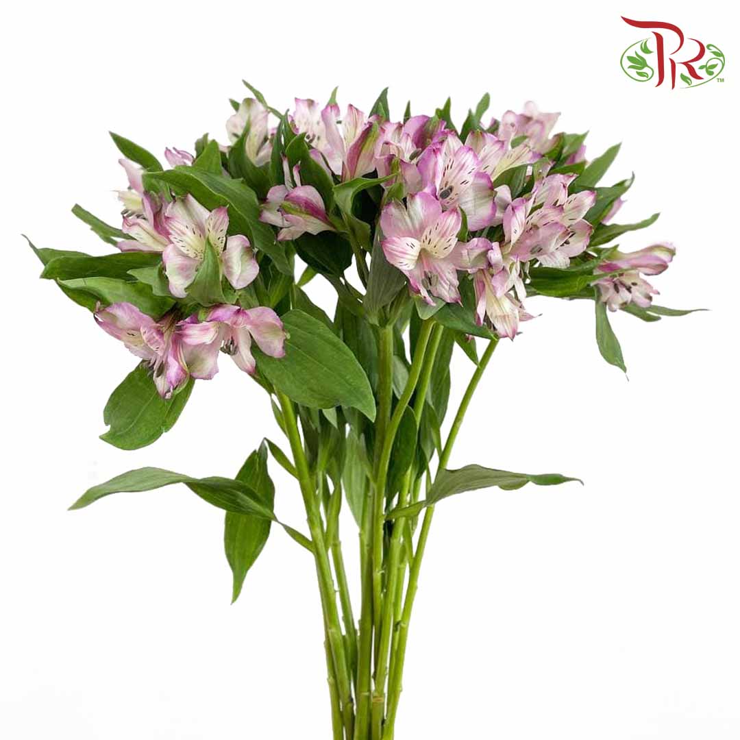 Alstroemeria Light Purple (9-10 Stems) - Pudu Ria Florist Southern