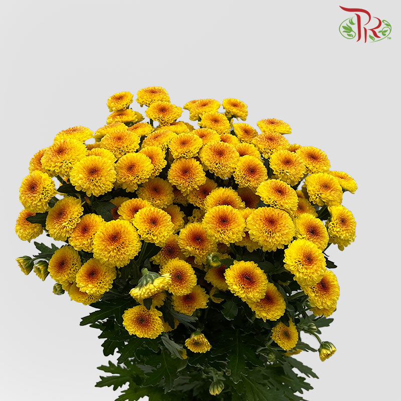 Chrysanthemum Calimero Pompom Shiny (10-12 Stems) - Pudu Ria Florist Southern