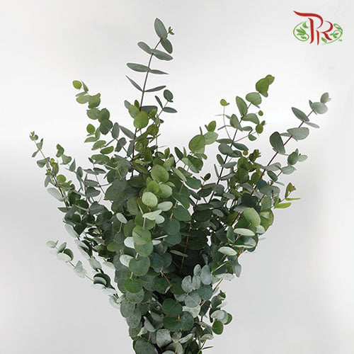 Eucalyptus Cinerea Wholesale flowers delivery in JB & Singapore