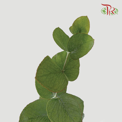 Eucalyptus Cinerea - Pudu Ria Florist Southern