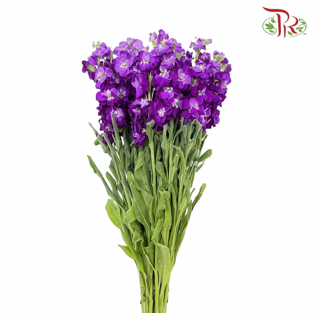 Matthiola Purple (Per Bundle) - Pudu Ria Florist Southern