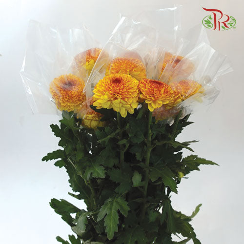 Chrysanthemum Ping Pong Tone (10-12 Stems) - Pudu Ria Florist Southern