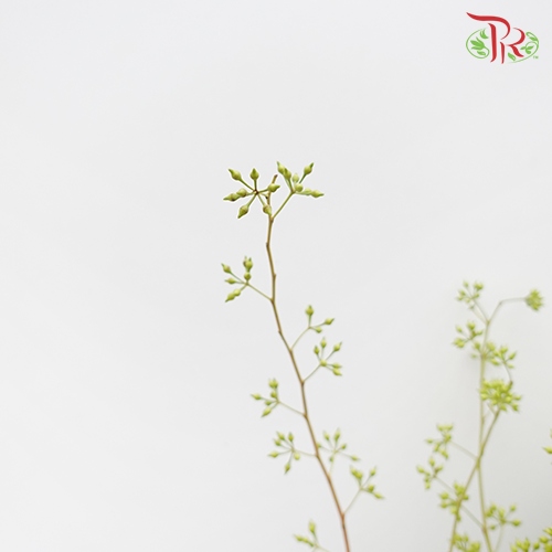 Wolly Ball - Pudu Ria Florist Southern