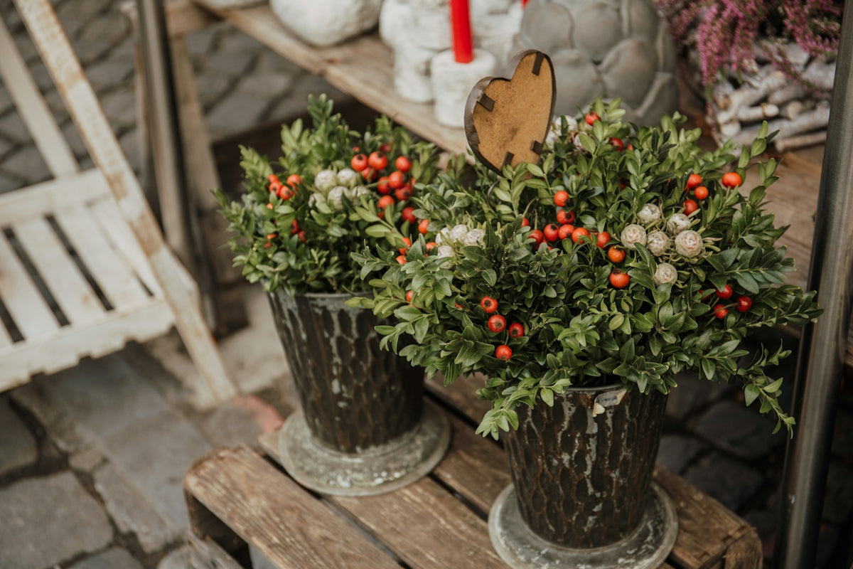 two green-leafed potted plants